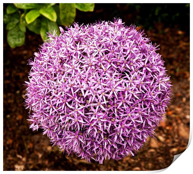 Mauve Allium Ball Print by Sally Wallis