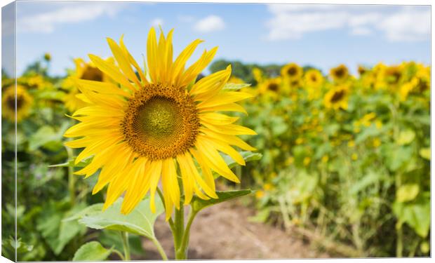 Beautiful sunflowers filling the frame Canvas Print by Jason Wells