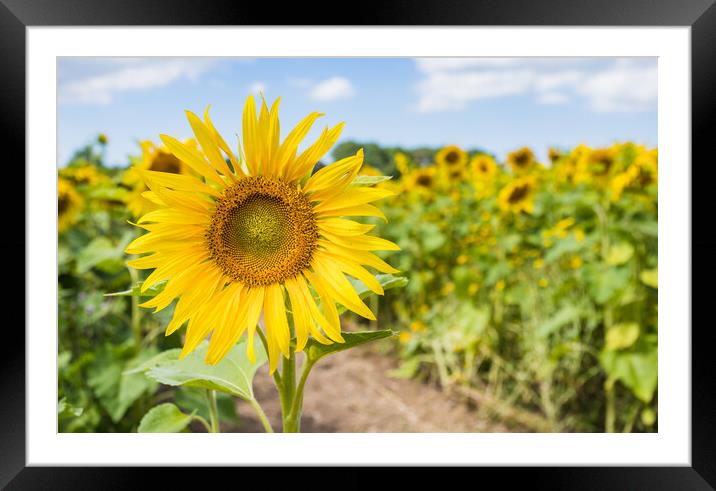 Beautiful sunflowers filling the frame Framed Mounted Print by Jason Wells