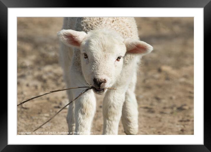 Innocent Lamb Walking Towards the Camera. Framed Mounted Print by Steve Gill