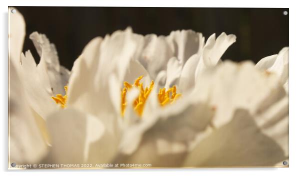 Pollen Peeking through a Peony Acrylic by STEPHEN THOMAS