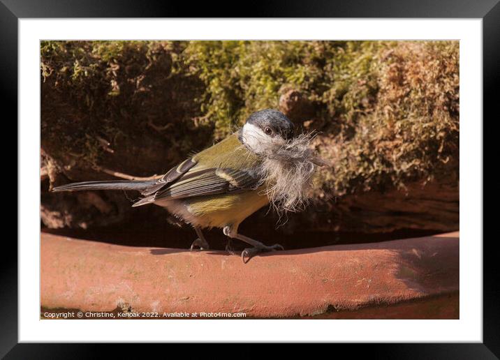 Great Tit Outside Its Nest Framed Mounted Print by Christine Kerioak