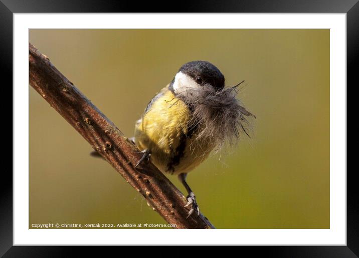 Great Tit Collecting Nesting Material Framed Mounted Print by Christine Kerioak