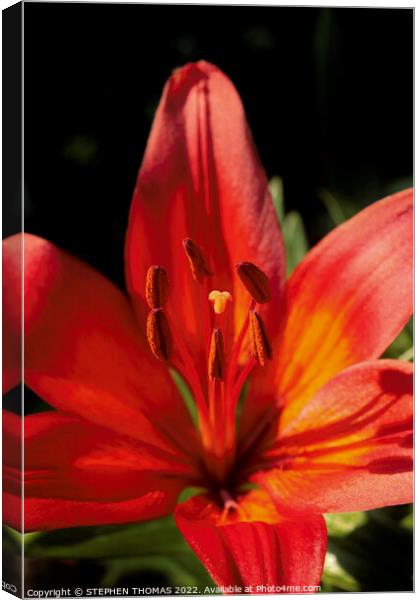 Red & Orange Lily Canvas Print by STEPHEN THOMAS