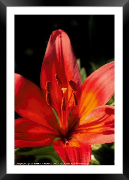 Red & Orange Lily Framed Mounted Print by STEPHEN THOMAS