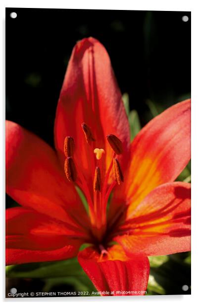 Red & Orange Lily Acrylic by STEPHEN THOMAS