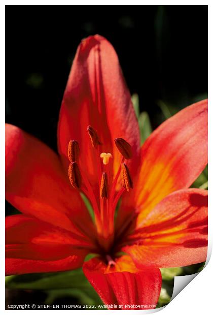 Red & Orange Lily Print by STEPHEN THOMAS
