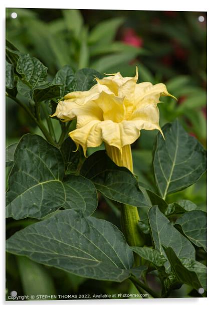 Yellow Datura Metel Flower Acrylic by STEPHEN THOMAS