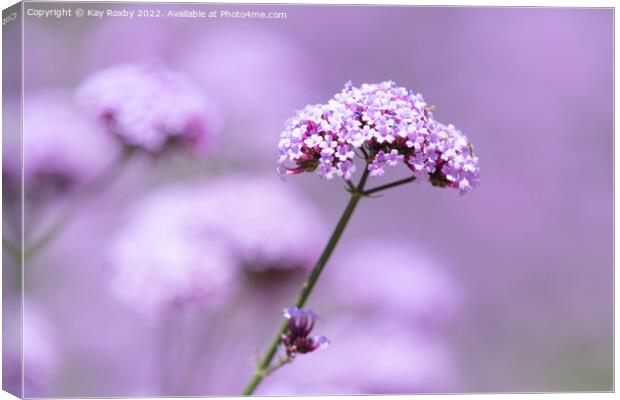 Verbena Bonariensis Canvas Print by Kay Roxby