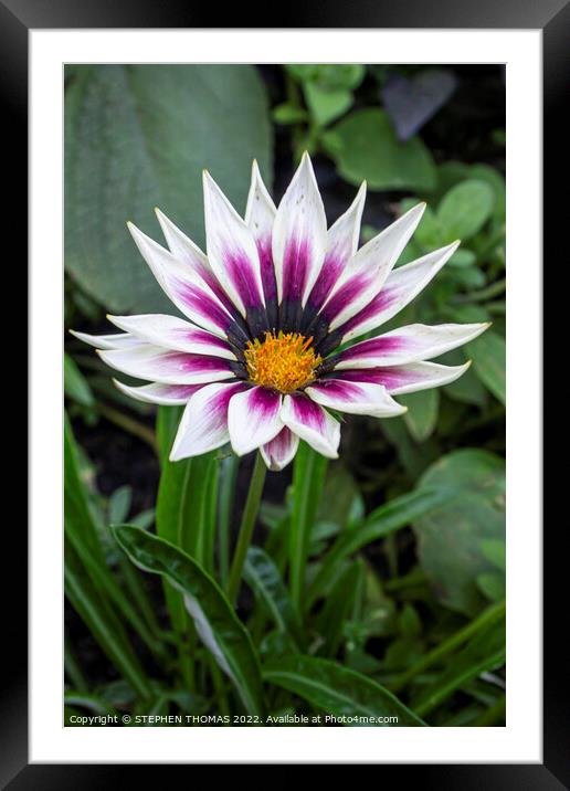 A Wower of a Flower Framed Mounted Print by STEPHEN THOMAS