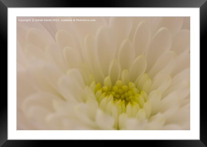 Flower Abstract #5 Framed Mounted Print by Derek Daniel