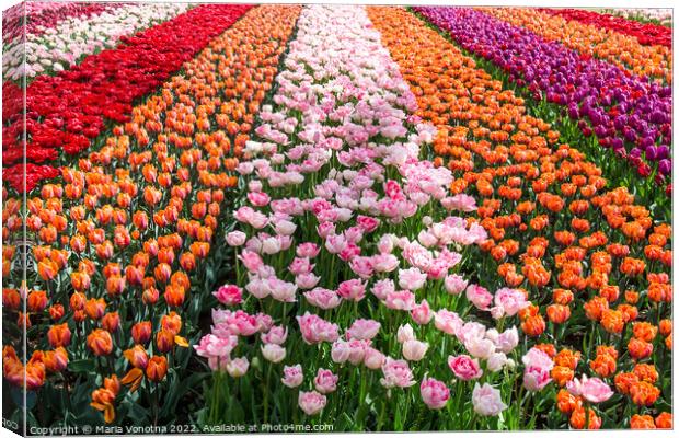 Colorful tulips field Canvas Print by Maria Vonotna