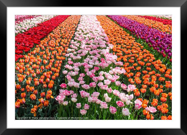 Colorful tulips field Framed Mounted Print by Maria Vonotna