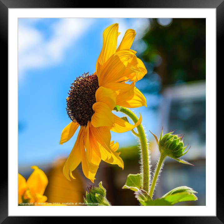 Sunflower against a blue sky Framed Mounted Print by Robin Lee