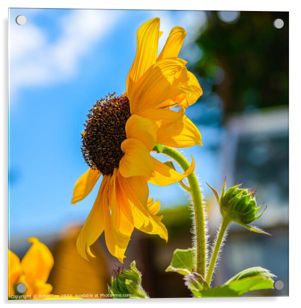 Sunflower against a blue sky Acrylic by Robin Lee
