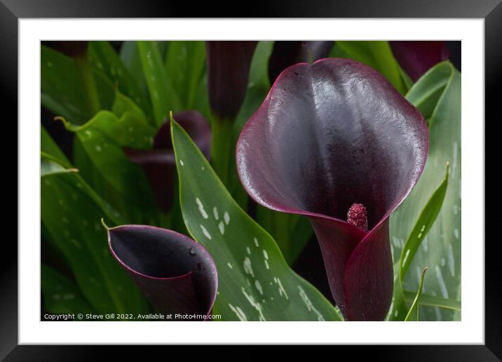 Hybrid Calla Lily Odessa. Framed Mounted Print by Steve Gill