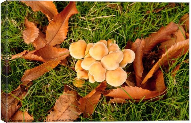 cluster of fungus among leaves Canvas Print by Sally Wallis