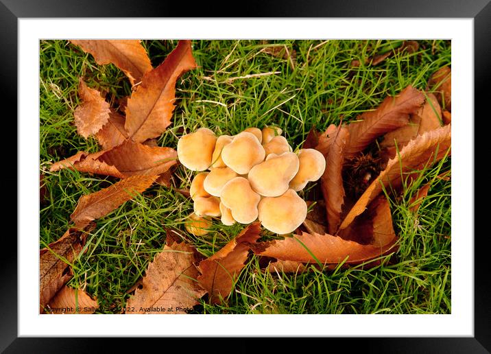 cluster of fungus among leaves Framed Mounted Print by Sally Wallis