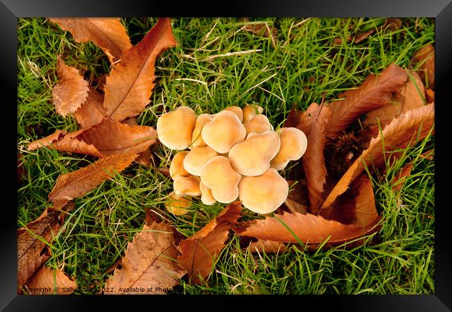 cluster of fungus among leaves Framed Print by Sally Wallis