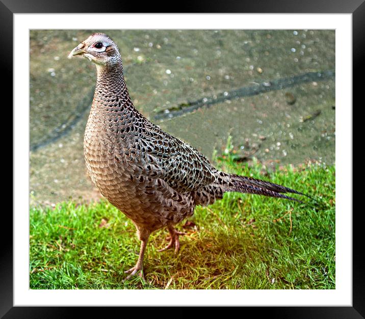Hen Pheasant in evening light Framed Mounted Print by Sally Wallis