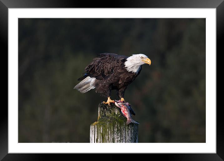 Bald Eagle Framed Mounted Print by Gail Johnson