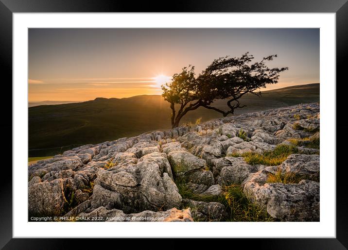 Lone tree in the Yorkshire dales 748 Framed Mounted Print by PHILIP CHALK