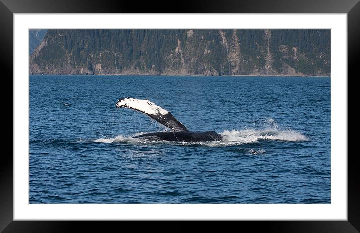 Humpback Whale Framed Mounted Print by Gail Johnson