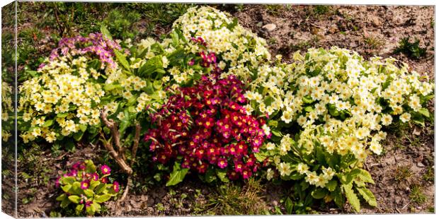 a cluster of coloured primroses Canvas Print by Sally Wallis