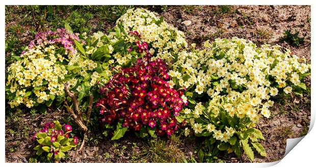 a cluster of coloured primroses Print by Sally Wallis