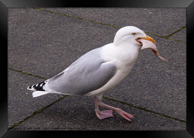 Gull walking with flatfish Framed Print by Sally Wallis