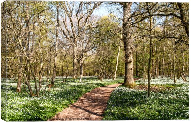 Wood Anemones in Sussex Woodland Canvas Print by Sally Wallis