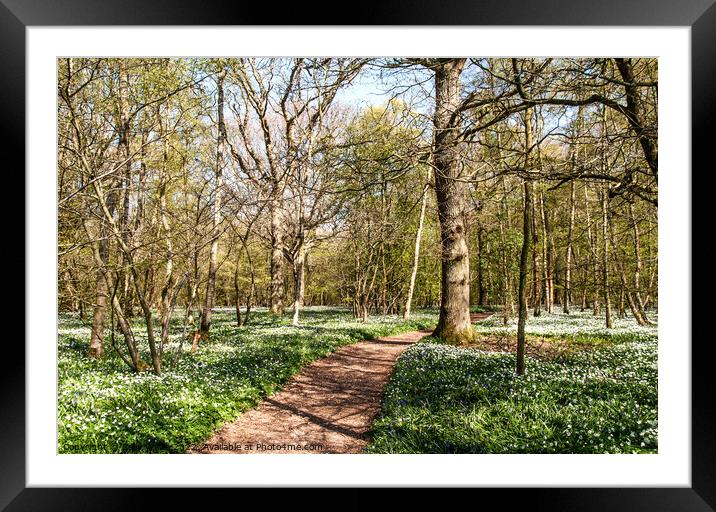 Wood Anemones in Sussex Woodland Framed Mounted Print by Sally Wallis