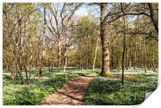 Wood Anemones in Sussex Woodland Print by Sally Wallis