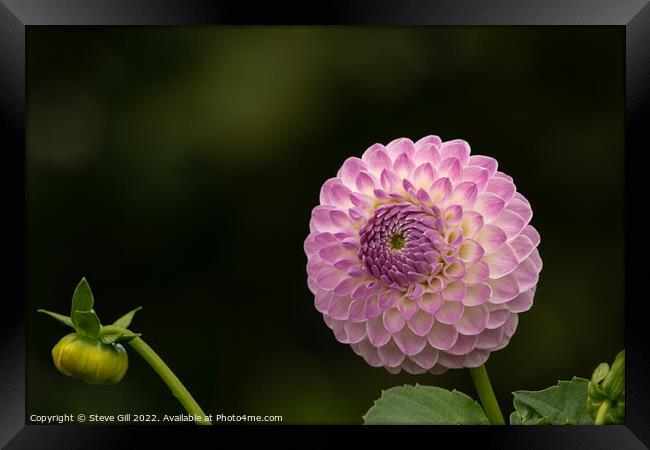 Delicate Pale Pink Ball Dahlia. Framed Print by Steve Gill