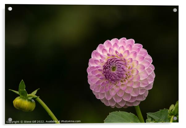 Delicate Pale Pink Ball Dahlia. Acrylic by Steve Gill