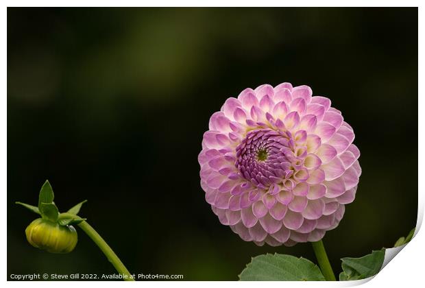 Delicate Pale Pink Ball Dahlia. Print by Steve Gill