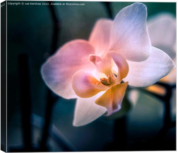 Serenity in Blooming Orchid Elegance Canvas Print by Lee Kershaw