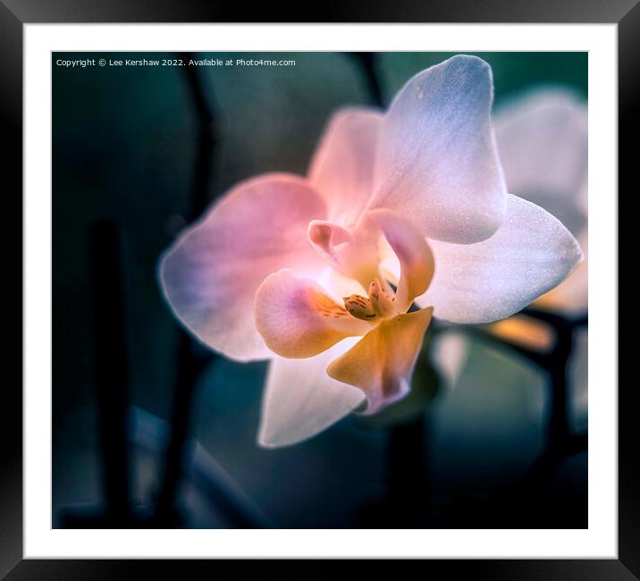 Serenity in Blooming Orchid Elegance Framed Mounted Print by Lee Kershaw