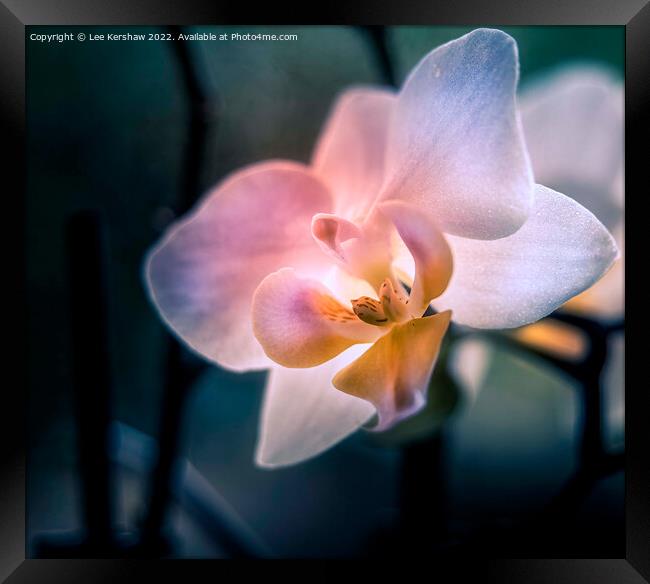 Serenity in Blooming Orchid Elegance Framed Print by Lee Kershaw