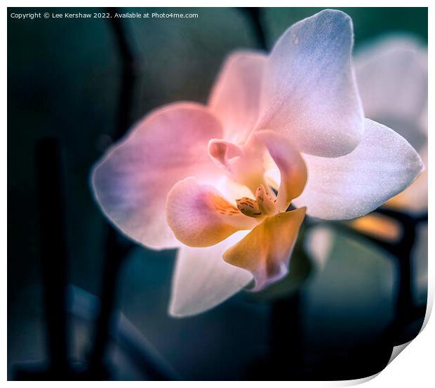 Serenity in Blooming Orchid Elegance Print by Lee Kershaw