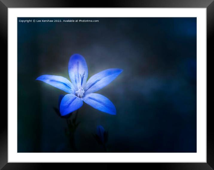 Serene Beauty Illuminated by Blue Aphyllanthes Framed Mounted Print by Lee Kershaw