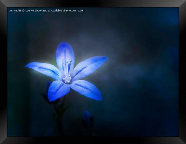 Serene Beauty Illuminated by Blue Aphyllanthes Framed Print by Lee Kershaw
