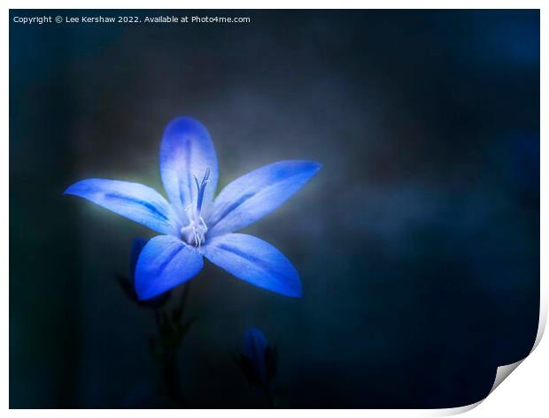 Serene Beauty Illuminated by Blue Aphyllanthes Print by Lee Kershaw