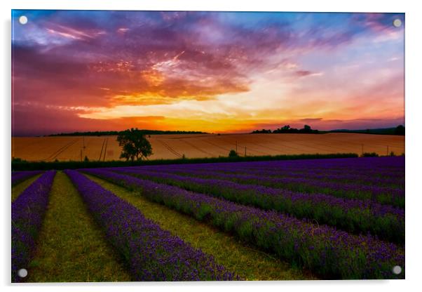 Lavender Field Sunset Acrylic by Scott Paul