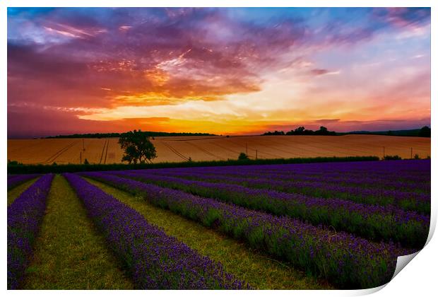 Lavender Field Sunset Print by Scott Paul