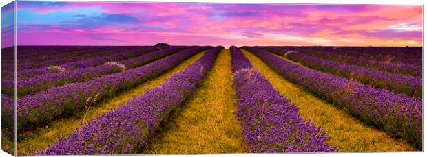Sunset over Lavender Field Canvas Print by Scott Paul