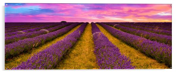 Sunset over Lavender Field Acrylic by Scott Paul