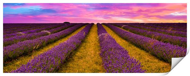 Sunset over Lavender Field Print by Scott Paul