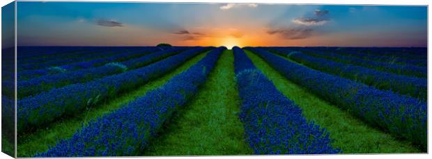 Lavender Field Sunset Canvas Print by Scott Paul