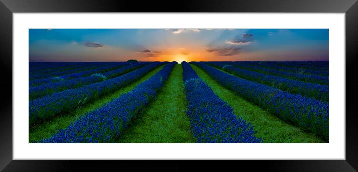 Lavender Field Sunset Framed Mounted Print by Scott Paul